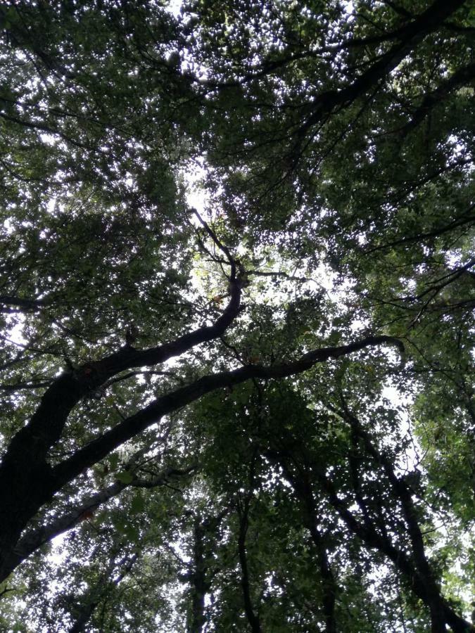Relais Il Giardino Fra Gli Ulivi Villa Torino di Sangro Kültér fotó