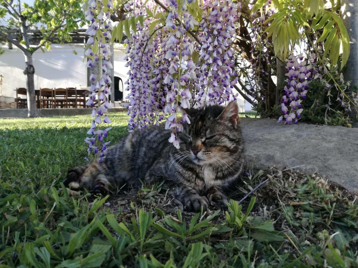 Relais Il Giardino Fra Gli Ulivi Villa Torino di Sangro Kültér fotó